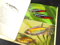 Karperzalmen in het aquarium - afbeelding 4 van  5