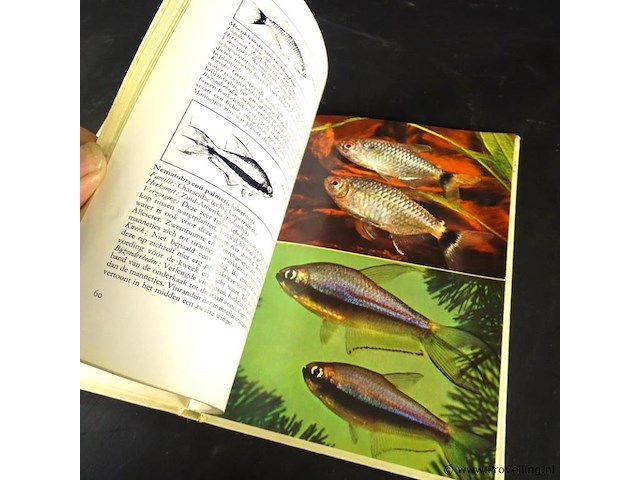 Karperzalmen in het aquarium - afbeelding 5 van  5