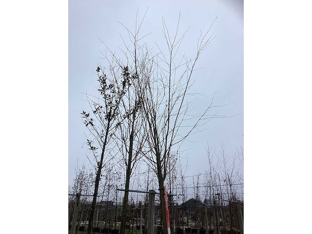 Katsuraboom - parkboom - afbeelding 3 van  3