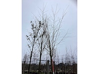 Katsuraboom - parkboom - afbeelding 3 van  3