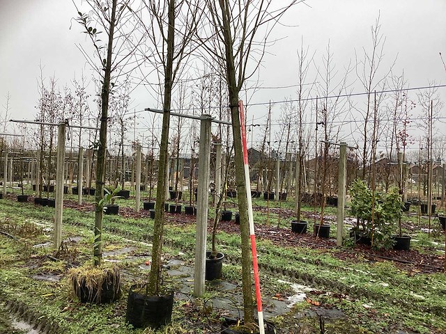 Katsuraboom - sierboom - afbeelding 1 van  3