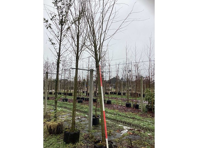 Katsuraboom - sierboom - afbeelding 2 van  3