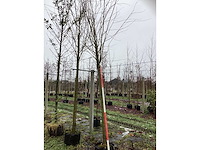 Katsuraboom - sierboom - afbeelding 2 van  3