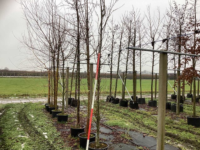 Katsuraboom - vormboom - afbeelding 1 van  3