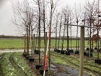 Katsuraboom - vormboom - afbeelding 1 van  3