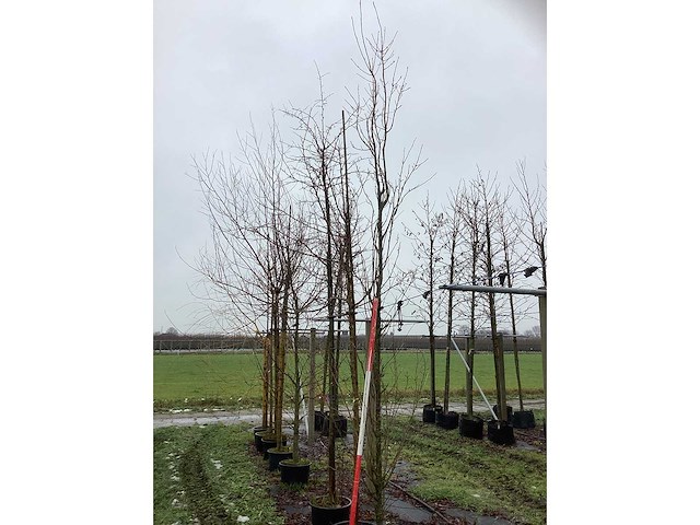 Katsuraboom - vormboom - afbeelding 2 van  3