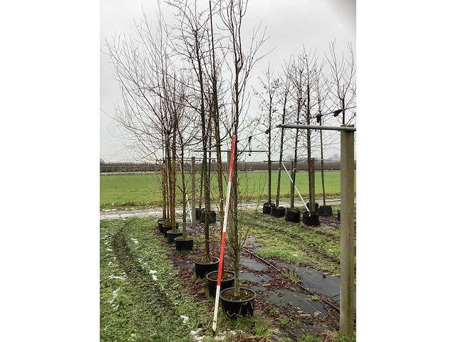 Katsuraboom - vormboom - afbeelding 3 van  3