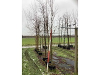 Katsuraboom - vormboom - afbeelding 3 van  3