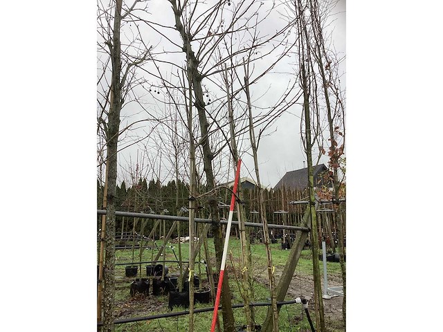 Kaukasische vleugelnoot - laanboom - afbeelding 3 van  3