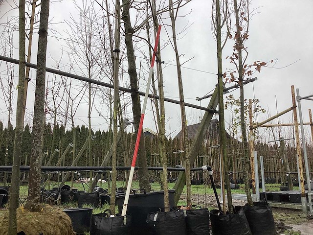 Kaukasische vleugelnoot - laanboom - afbeelding 1 van  3