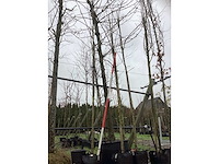 Kaukasische vleugelnoot - laanboom - afbeelding 2 van  3