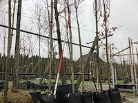 Kaukasische vleugelnoot - sierboom - afbeelding 1 van  3