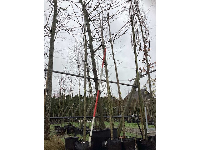 Kaukasische vleugelnoot - sierboom - afbeelding 2 van  3