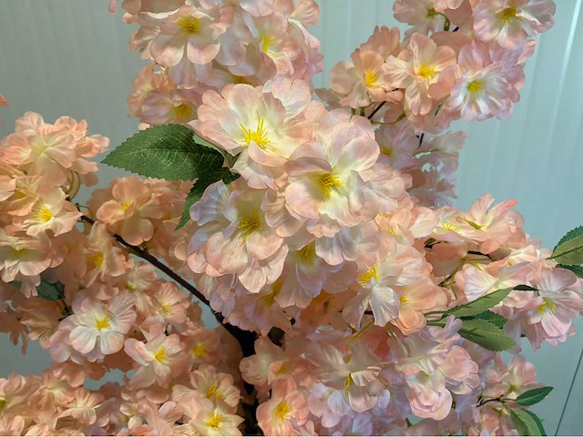 Kersen bloesem (3x) - afbeelding 3 van  6