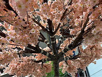 Kersen bloesem kersen bloesem kunstboom - afbeelding 4 van  11