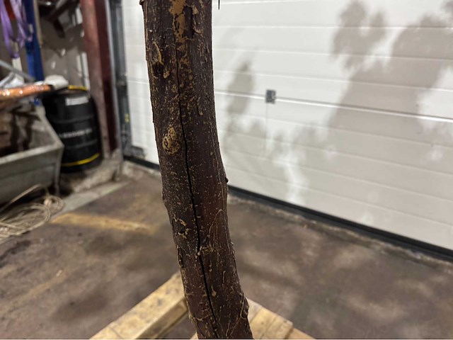 Kersen bloesem kersen bloesem kunstboom - afbeelding 6 van  15