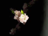 Kersen bloesem kunstboom (2x) - afbeelding 2 van  13