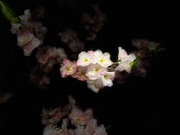 Kersen bloesem kunstboom (2x) - afbeelding 3 van  13