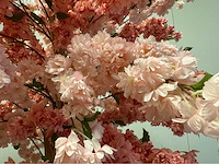 Kersen bloesem kunstboom met pot - afbeelding 12 van  15