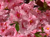 Kersen bloesem kunstboom - afbeelding 7 van  22