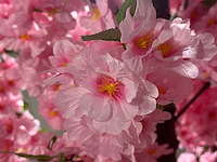 Kersen bloesem kunstboom - afbeelding 15 van  22