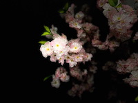 Kersen bloesem kunstboom - afbeelding 4 van  13