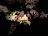 Kersen bloesem kunstboom - afbeelding 8 van  18