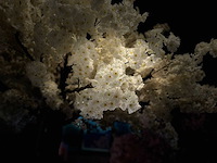 Kersen bloesem kunstboom - afbeelding 12 van  25