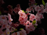 Kersen bloesem kunstboom - afbeelding 3 van  16