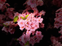 Kersen bloesem kunstboom - afbeelding 4 van  16