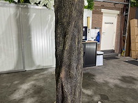 Kersen bloesem kunstboom - afbeelding 22 van  30