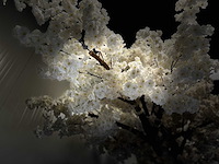 Kersen bloesem kunstboom - afbeelding 6 van  18