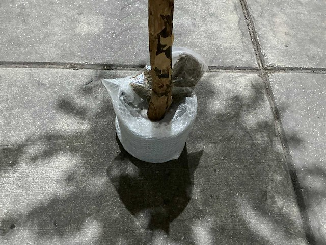 Kersen bloesem - afbeelding 2 van  10