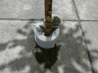 Kersen bloesem - afbeelding 2 van  10