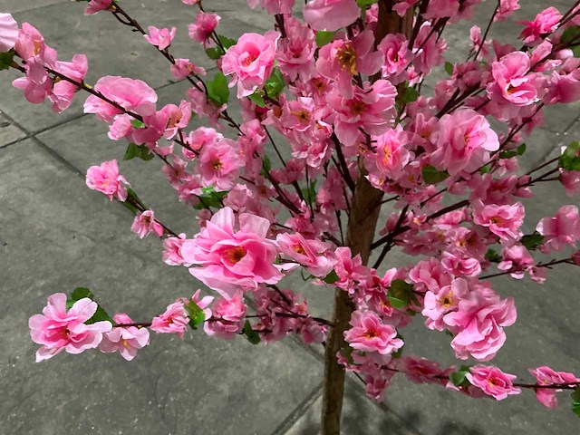 Kersen bloesem - afbeelding 9 van  10