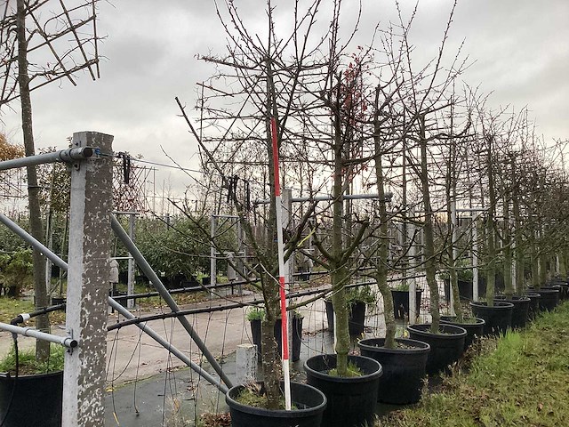 Kersenboom - vrucht- / fruitboom (2x) - afbeelding 1 van  2
