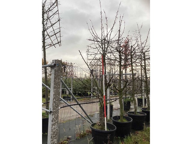 Kersenboom - vrucht- / fruitboom (2x) - afbeelding 2 van  2