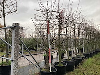 Kersenboom - vrucht- / fruitboom - afbeelding 1 van  2