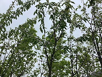 Kersenboom - vrucht- / fruitboom - afbeelding 1 van  2