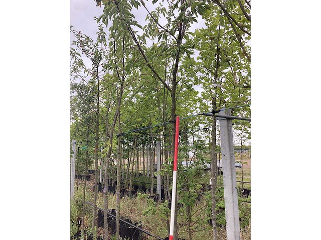 Kersenboom - vrucht- / fruitboom - afbeelding 2 van  2