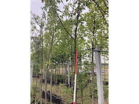Kersenboom - vrucht- / fruitboom - afbeelding 2 van  2