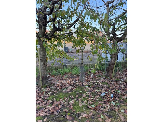 Kersenboom (54x) - afbeelding 3 van  115