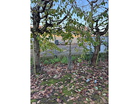 Kersenboom (54x) - afbeelding 3 van  115