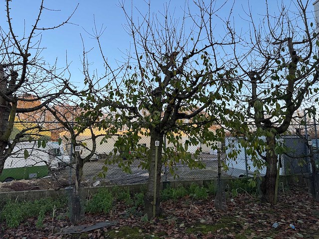 Kersenboom (54x) - afbeelding 4 van  115