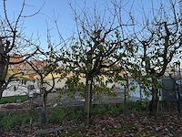 Kersenboom (54x) - afbeelding 4 van  115