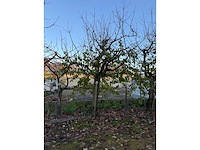 Kersenboom (54x) - afbeelding 5 van  115