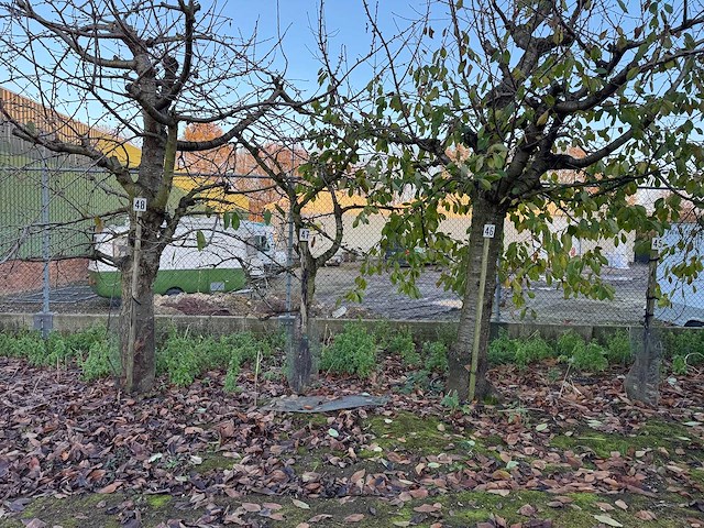 Kersenboom (54x) - afbeelding 6 van  115