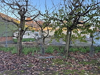 Kersenboom (54x) - afbeelding 6 van  115