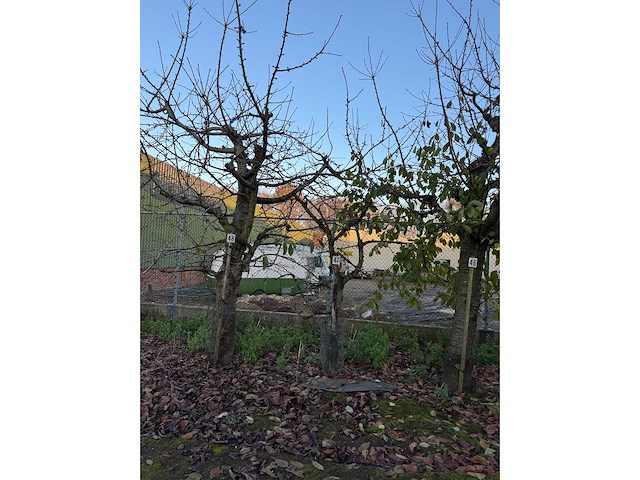 Kersenboom (54x) - afbeelding 7 van  115