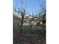 Kersenboom (54x) - afbeelding 7 van  115